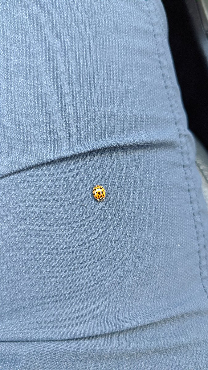 ClumsyCitizen's tweet photo. I think today is gonna be a good day after all. #ladybugluck https://t.co/j1UBZISlii