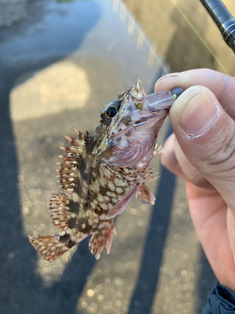 りょーすけ Pa Twitter カサゴは裏切らない そしてエサよりもワームの方が釣れます はよ渓流行きたい 手術後の傷に負担かかるからまだ 渓流は行けない 今年は出遅れてスタートしないとな