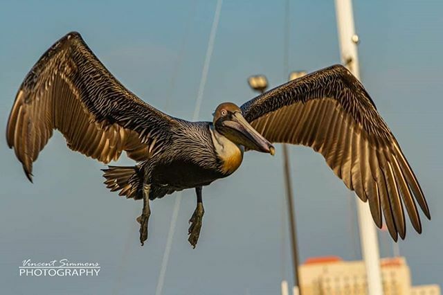 #neworleansphotographer #vincentsimmonsphotography #pelicansinflight #canon7d #avianphoto #pelican #biloxibeach #birdphotography #naturephotography #louisianastatebird #brownpelican ift.tt/2TFSQUy