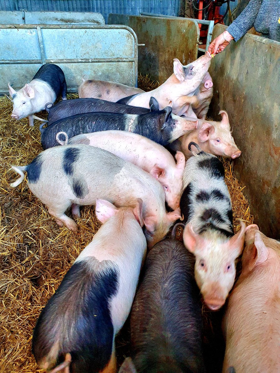 Kent Marquee Hire tweet media