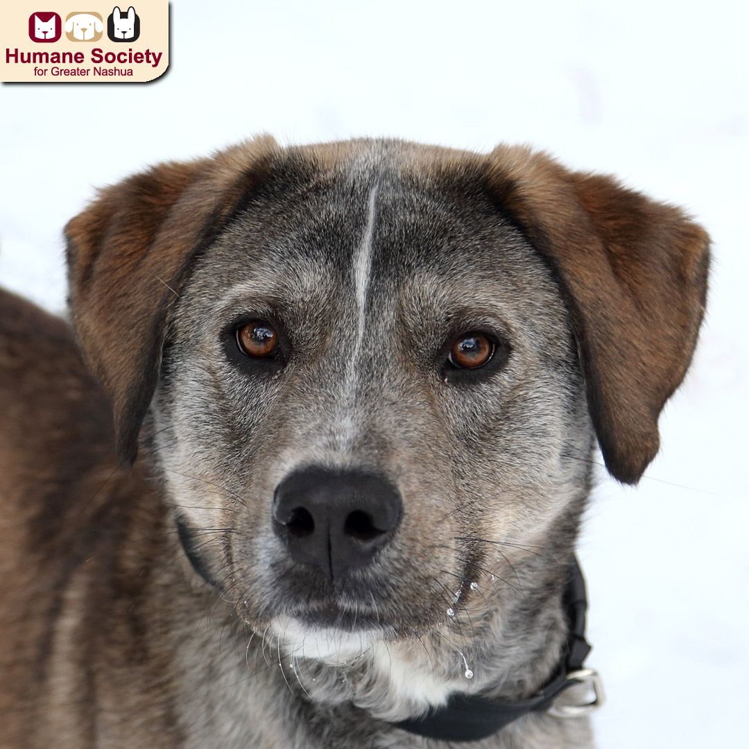 TheHSFN's tweet photo. We have some pretty great dogs available for adoption! Stop in and let us help you find your new best friend!
#NHdogs #DogsofNH #adoptable
https://t.co/HbmmyR5IjU https://t.co/hzK1xhMmNd