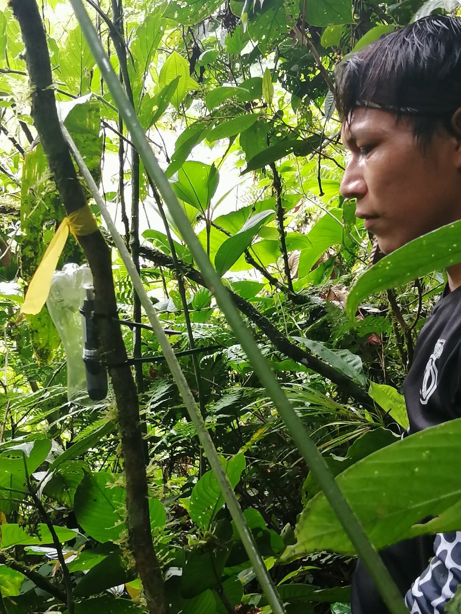 biomauro_rtg's tweet photo. Ready our #microclimate altitudinal gradient system, located inthe Colonso Chalupas Biological Reserve, #amazonia of #Ecuador
#NATIONAL System for Biodiversity Monitoring. #SINMBIO by @u_ikiam and @INABIO_EC
@GMoulatlet @NatGeo #SENESCYT @EduSuperiorEc @Ambiente_Ec #Project https://t.co/fdnj3UY9Wg