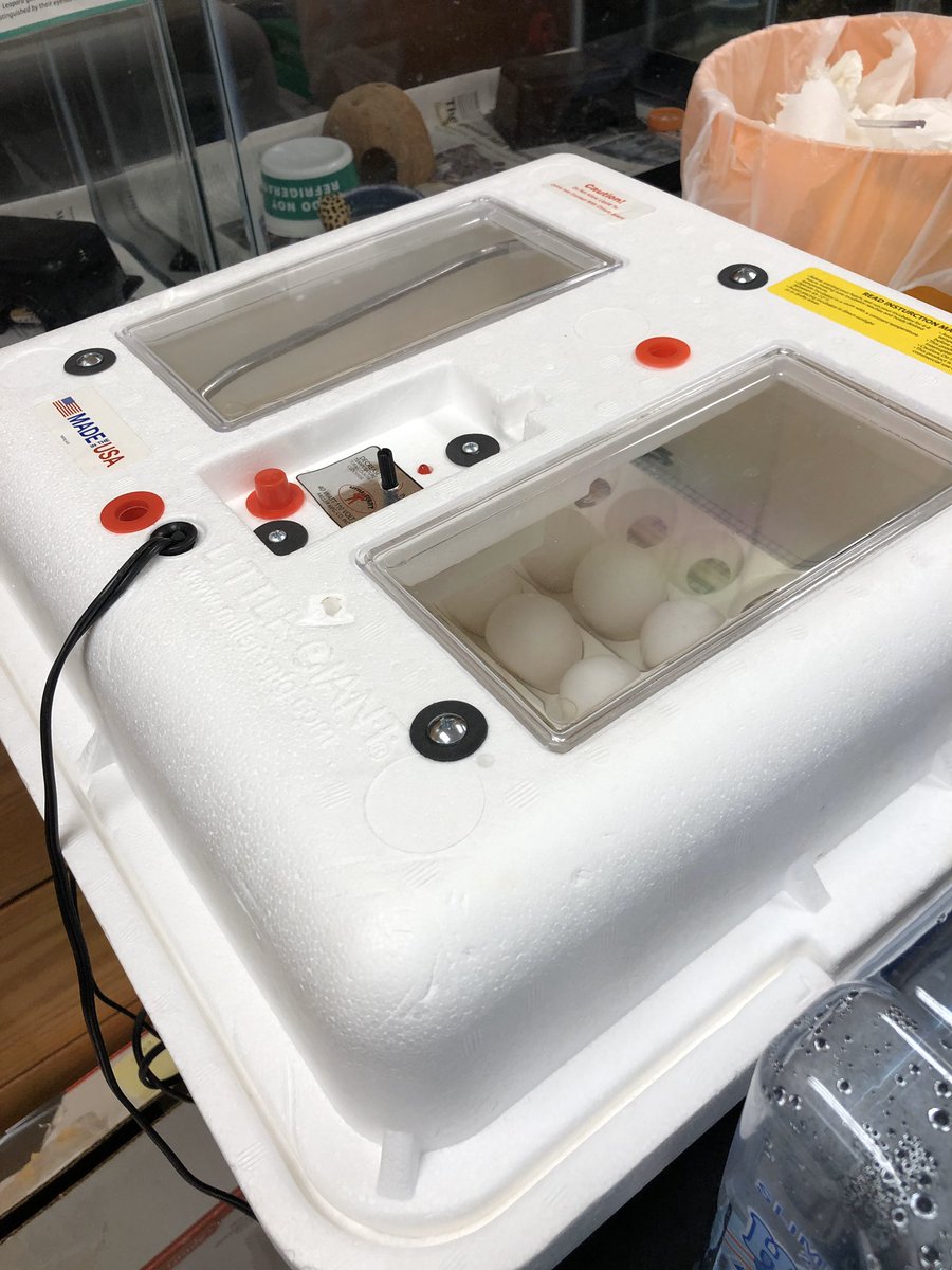 EGGS ARE HERE! 🥚🥚🥚

Countdown to adorable baby chick goodness 🐣🐣🐣: ~21 days
#WeAreKR #embryology #KRscience  <a href="/Virginia4_H/">Virginia 4-H</a> #4H