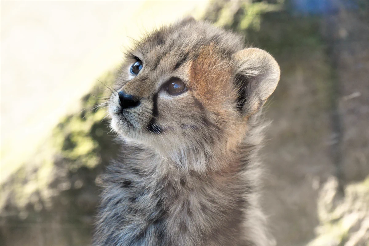 癒されたいときにおすすめの画像はこちらｗチーターの赤ちゃんを見て和みましょう！