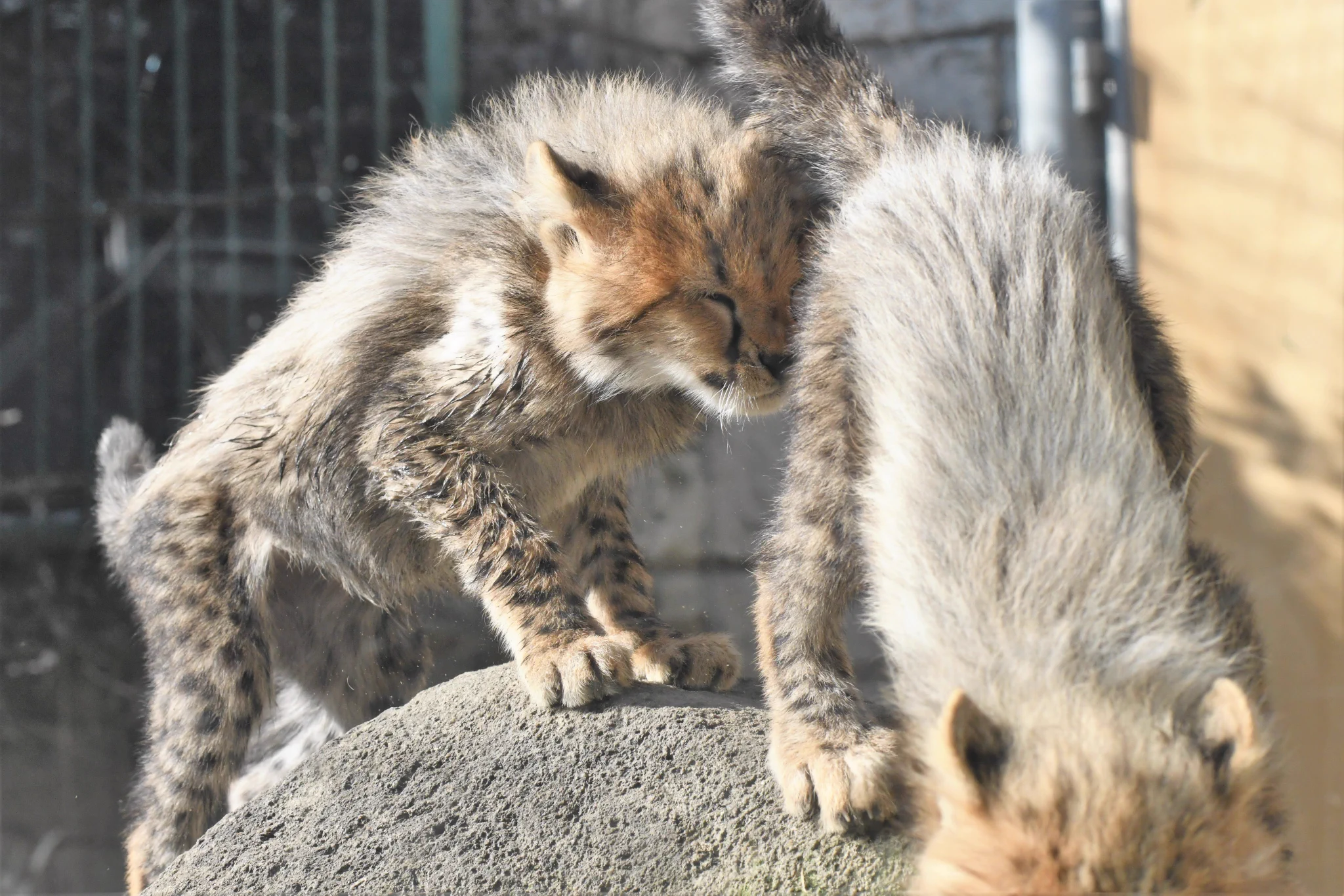 癒されたいときにおすすめの画像はこちらｗチーターの赤ちゃんを見て和みましょう！