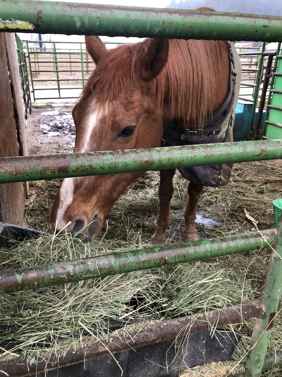StriderTricker's tweet photo. @johnpavlovitz I rescued this horse 8 years ago and he was in bad shape then. He’s been a little sick this week but he started to eat again yesterday 🤞😊. He will be 25 in May! My #Rook #FRCLuckoftheIrish💕💕. It made me realize life goes on no matter what! #MakeGoodnessTrend https://t.co/2UpVI2ceak