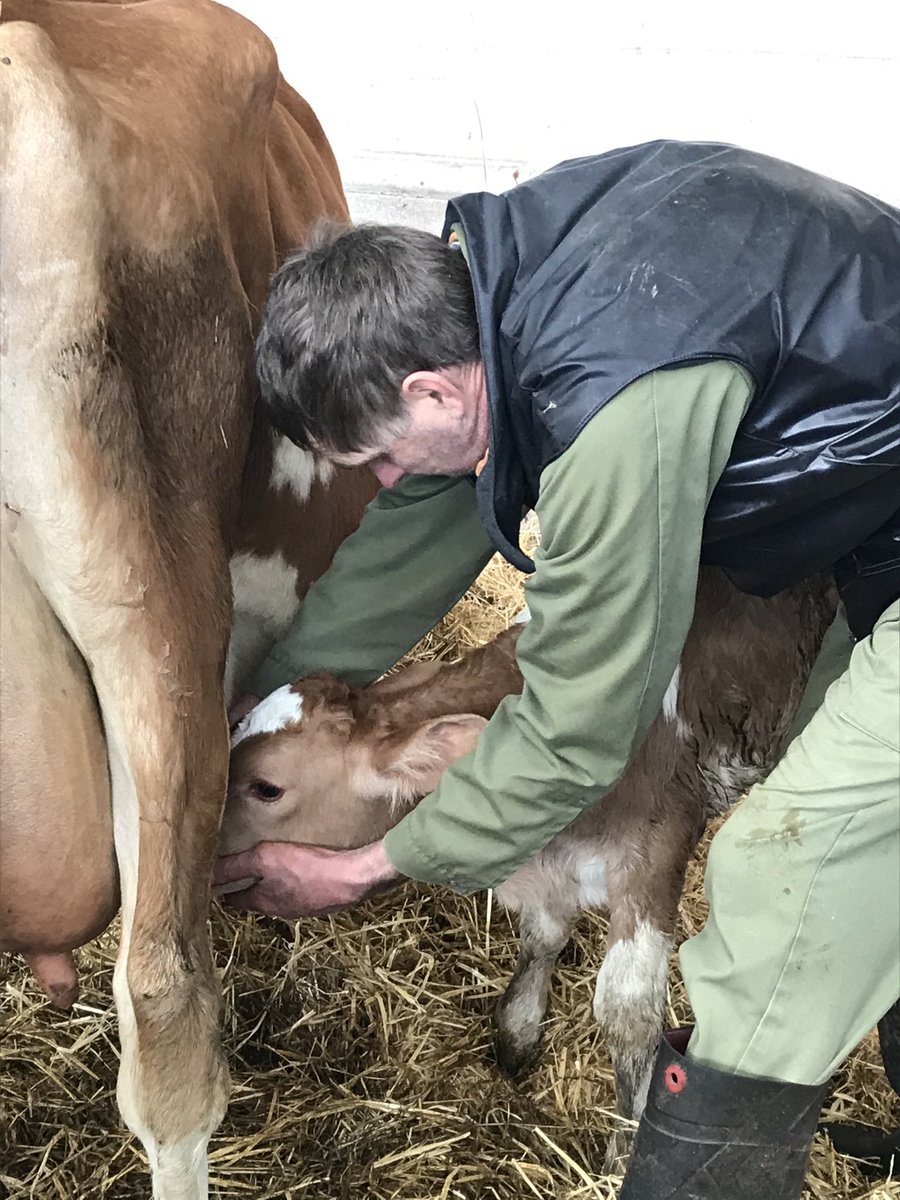 Hurdlebrook's tweet photo. #firstfeed #calving2020
Chocks away Rocky ๐ฎ https://t.co/yR1KFy0mSU
