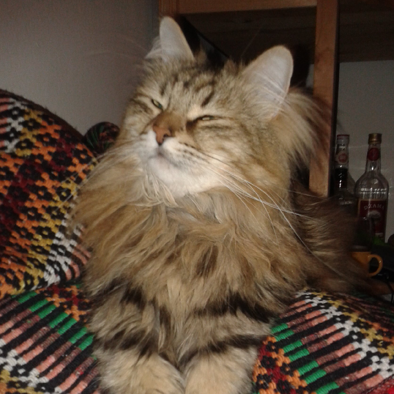 CatSongs tweet media