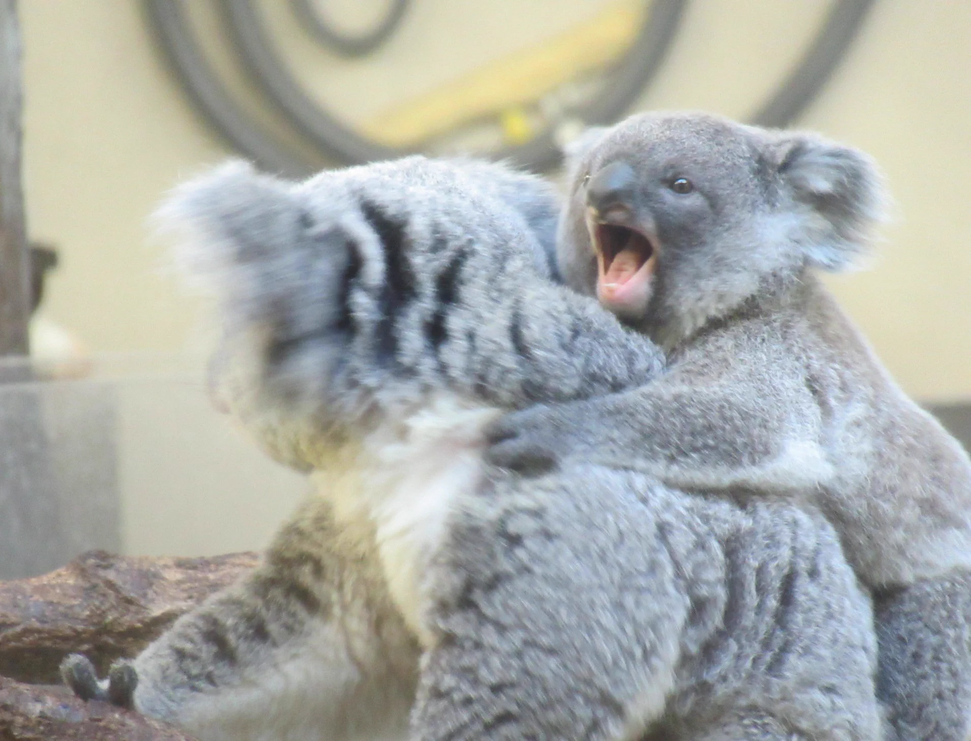 @808Towns ささやかながらかわいいロバちゃんのお礼に 