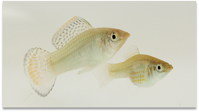 Steffi_Giersz's tweet photo. @SolomonRDavid Hi! I'm a PhD student interested in social learning and mate choice in fish. For my PhD I focus on mate copying in the gorgeous #sailfinmolly. I'm a co-developer of #FishSim, a research tool that helps to create and animate 3D fish models for behavioral experiments🎮🐟 #TeamFish https://t.co/y0ZgUMd8ax