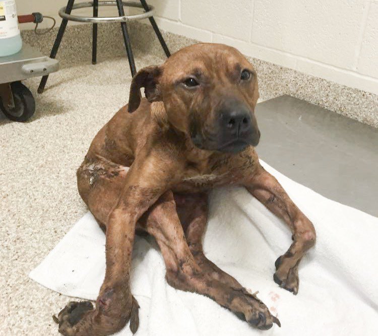 BARCS_SHELTER's tweet photo. Help us raise money to save little Donut, who was found on Monday morning on the dumping floor of the city trash incinerator facility. He needs our help. Full story at https://t.co/TycckcsIwI https://t.co/Qk2zlWe1qM