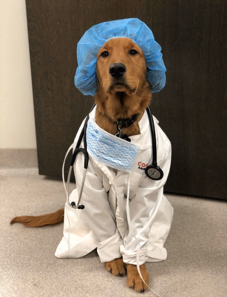 buenos días io voy a ser su dogtor 🐶