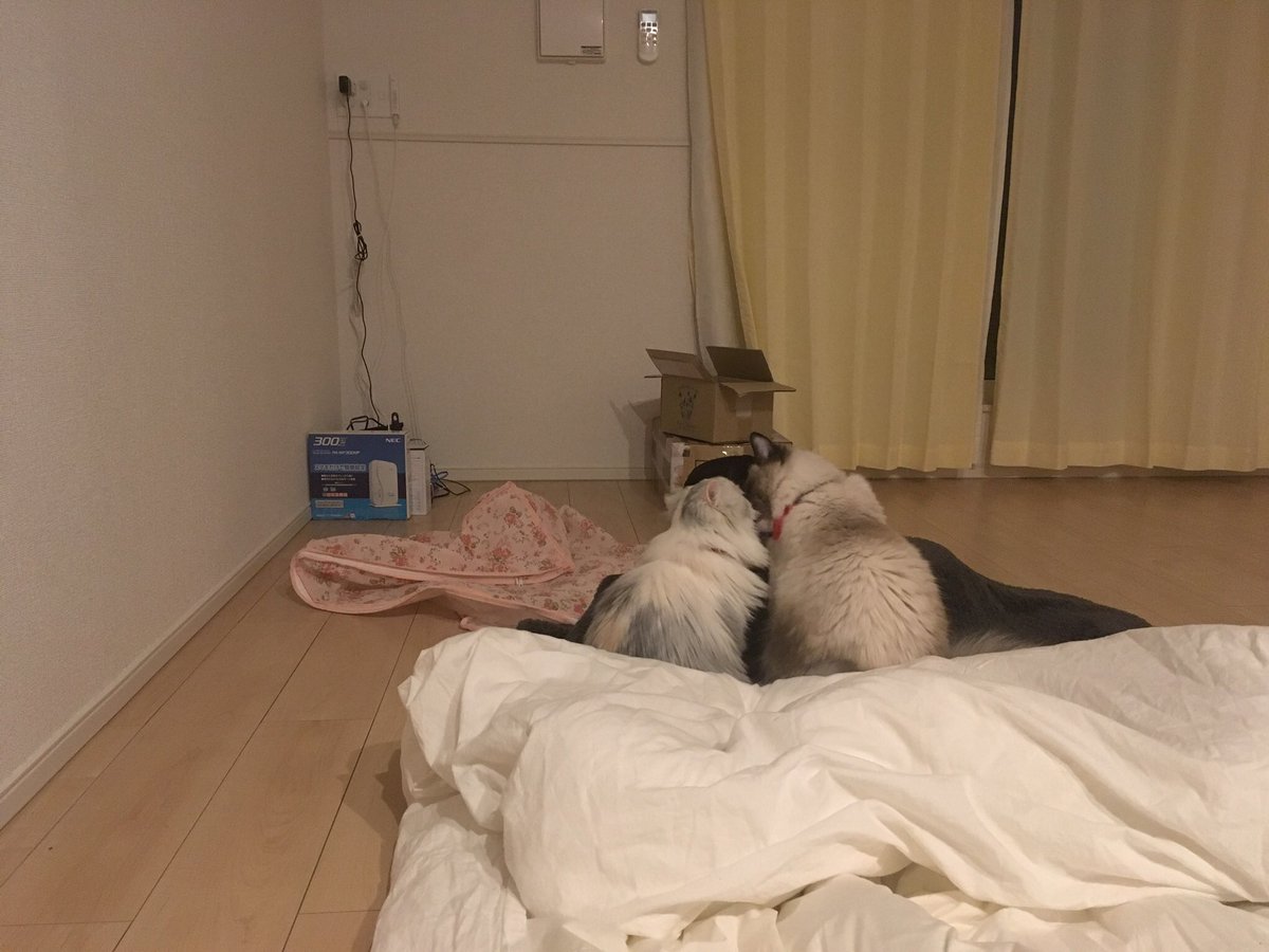 Mr5Yuj's tweet photo. 去年の引越し前夜、何もなくなった部屋で
シャワーから戻ったら布団で2匹仲良く
寄り添ってたの見てほっこりした☺️ https://t.co/u8dMvA9xg5