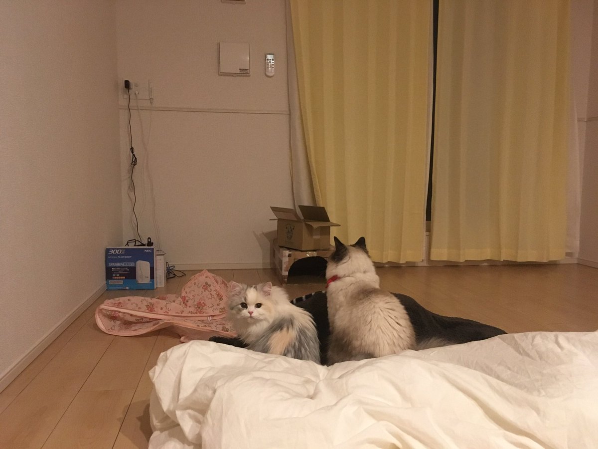 Mr5Yuj's tweet photo. 去年の引越し前夜、何もなくなった部屋で
シャワーから戻ったら布団で2匹仲良く
寄り添ってたの見てほっこりした☺️ https://t.co/u8dMvA9xg5