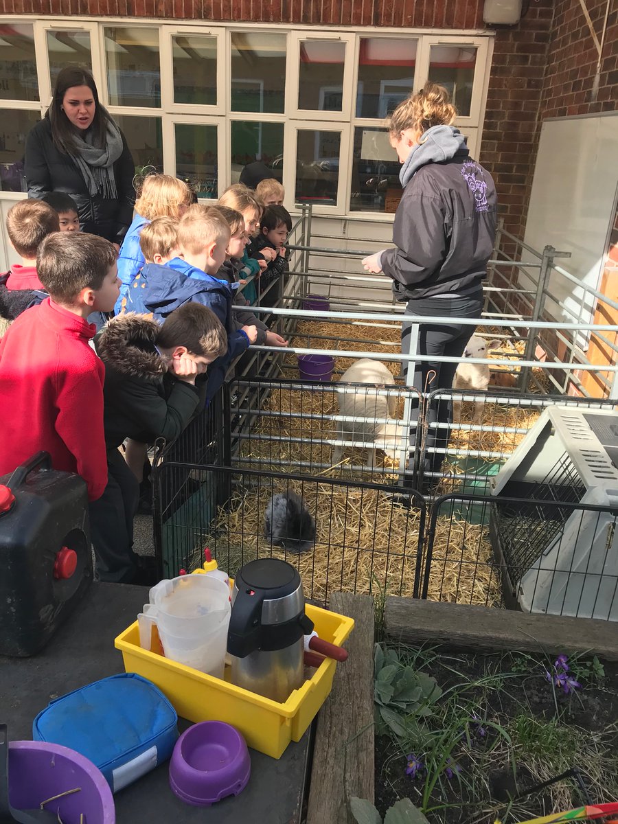 DringhousesPS's tweet photo. Class 5 (Y2) are enjoying meeting and learning about farm animals. Thank you @purplepigontour #Dringscience #Downonthefarm https://t.co/bZRWsB6x5l