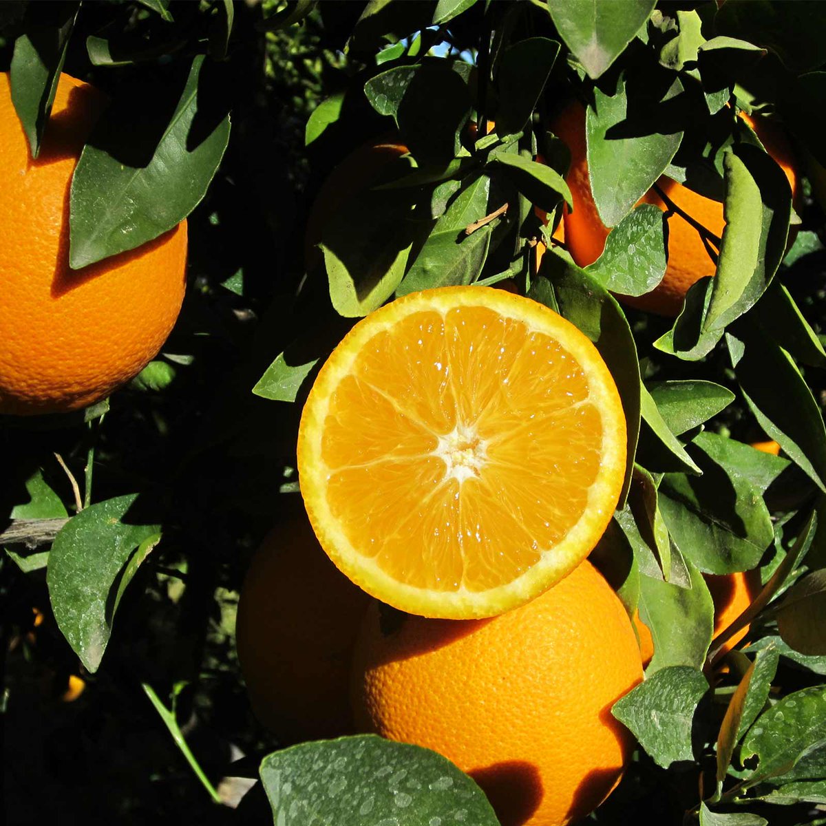 Beau temps ou grisaille... peu importe ! C'est toujours le bon moment pour une pause vitaminée. 🍊

Cette semaine dans vos corbeilles : de belles oranges, des bananes BIO (commerce équitable), des pommes et une sélection de fruits secs BIO (variété selon région) !