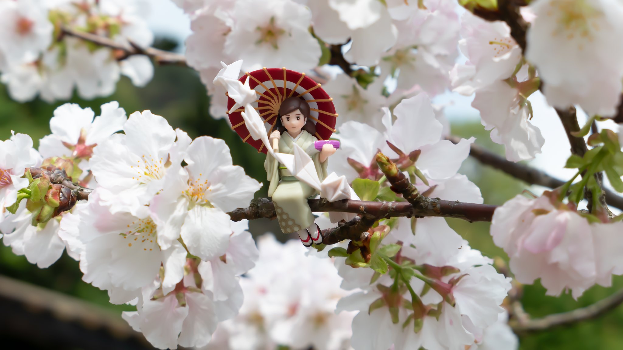 Hermann 桜の花妖精～Cherry Blossom Fairy～ Hermann 桜の花妖精