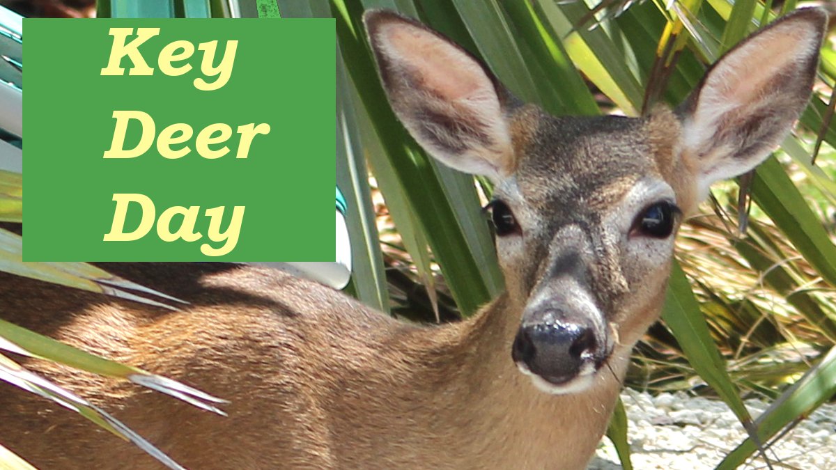 KeyDeerDay's tweet image. Today is #KeyDeerAwarenessDay!
Placed on the endangered species list on March 11, 1967, and also known as odocoileus virginianus clavium, Key Deer are a unique part of the Florida ecosystem. Let's raise awareness and protect them! #KeyDeerDay