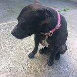 Meet  Bruno.  He needs a home.  All details at
findingfureverhomes.org.uk/dogs/bruno/
Please RT