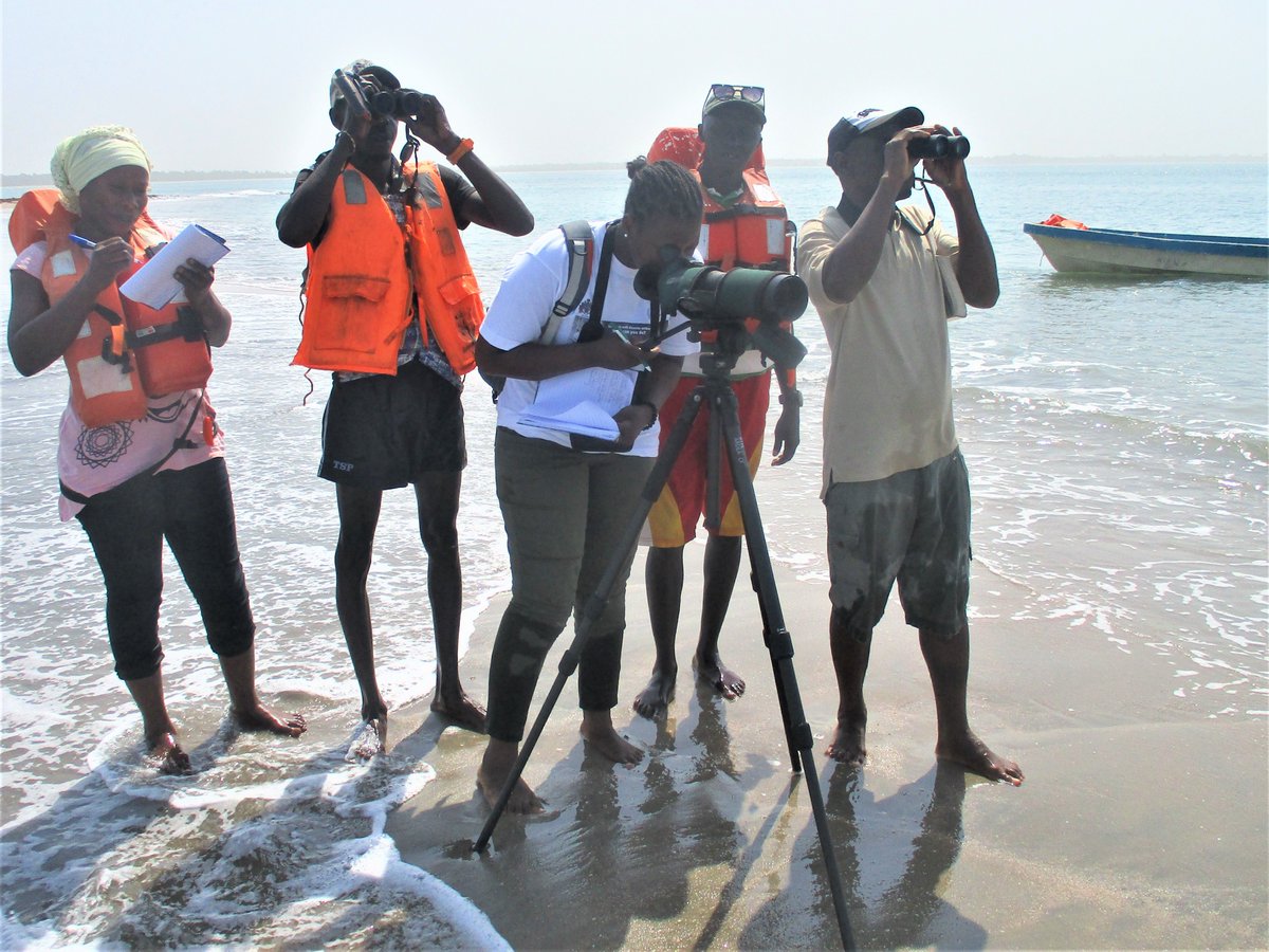 WABES_'s tweet photo. '#Migratorybirds are among the most powerful symbols of the need to protect #biodiversity &amp; #ecosystems across &amp; beyond national borders': @IPBES, Dr. Larigauderie 

@Mariama, assessing the distribution of waterbirds in the Tanji wetland #Gambia

@iki_bmu @ZEFbonn @WetlandsAfrica https://t.co/ADSoXgB3LI