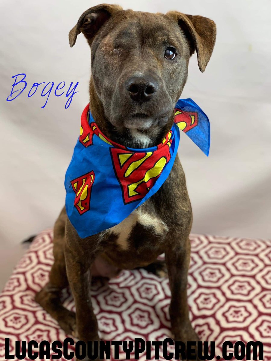 LCPitCrew's tweet image. Survivor!