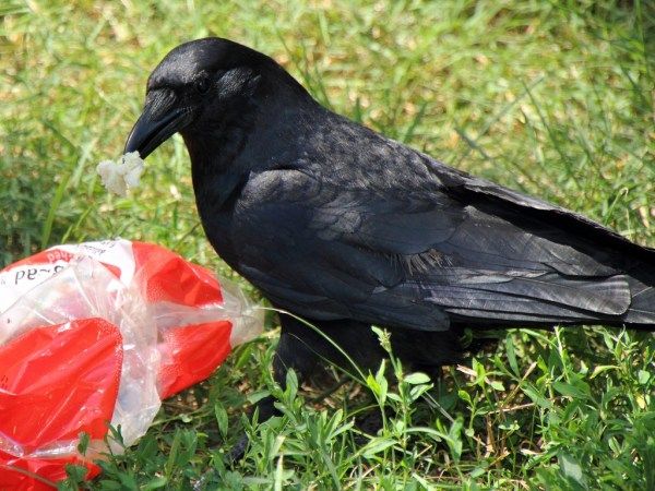 土屋アソビ Auf Twitter 出遅れましたがホイッ カラスの恩返し いつもエサをあげていた少女に カラスがいろんなものを運んで来てくれるようになった お母さんのなくしたカメラのキャップまで T Co Xksl6e9rhh 土屋アソビ Auf Twitter 出遅れましたがホイッ カラスの恩返し いつもエサをあげていた少女に カラスがいろんなものを運んで来てくれるようになった お母さんのなくしたカメラのキャップまで T Co Xksl6e9rhh