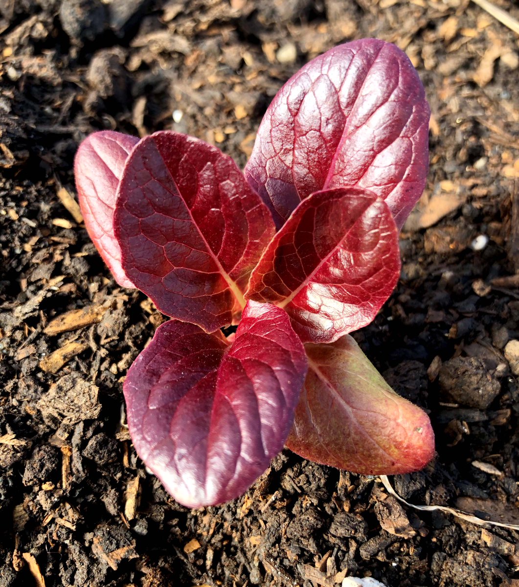 Blue Moon Acres tweet media