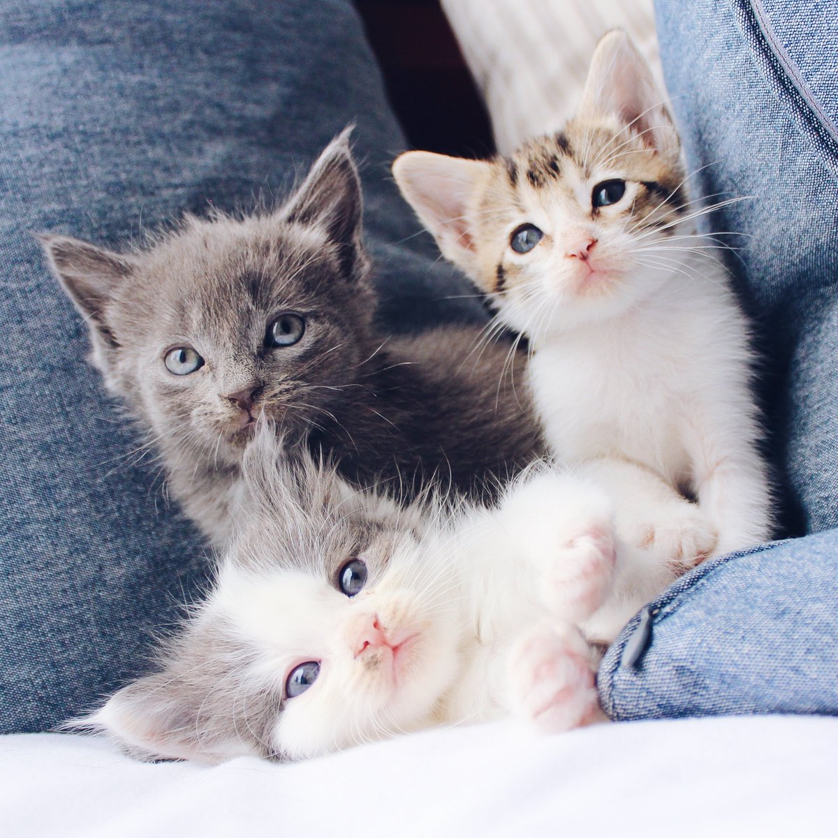 Did you know a group of cats is called a clowder? We prefer to call it "cuteness overload!"