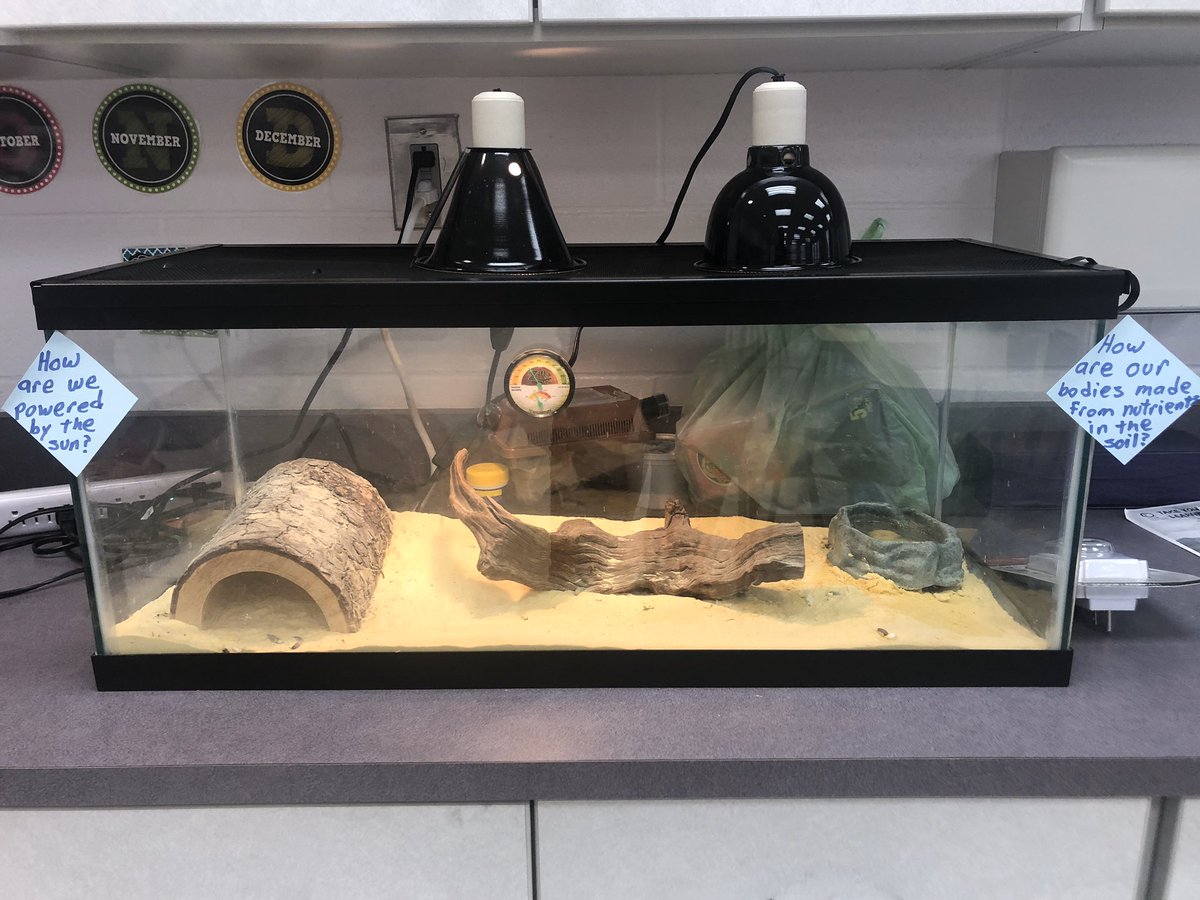 Mrsknadeau's tweet image. Ss are so excited to learn more about ecosystems with our new classroom pets on loan from the Greenawald family.  #wrmswolves #reynproud #leopardgeckos
