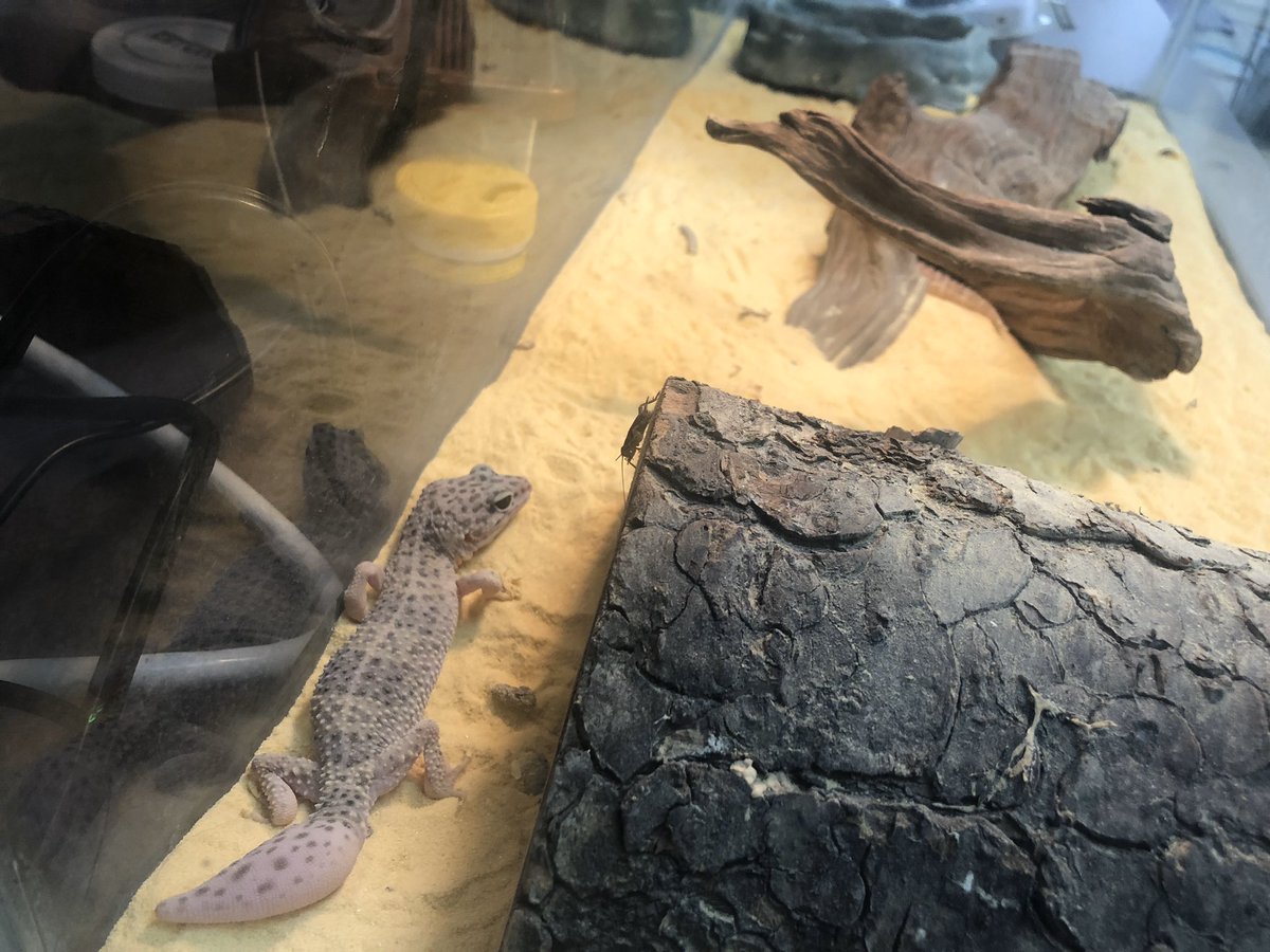 Mrsknadeau's tweet image. Ss are so excited to learn more about ecosystems with our new classroom pets on loan from the Greenawald family.  #wrmswolves #reynproud #leopardgeckos