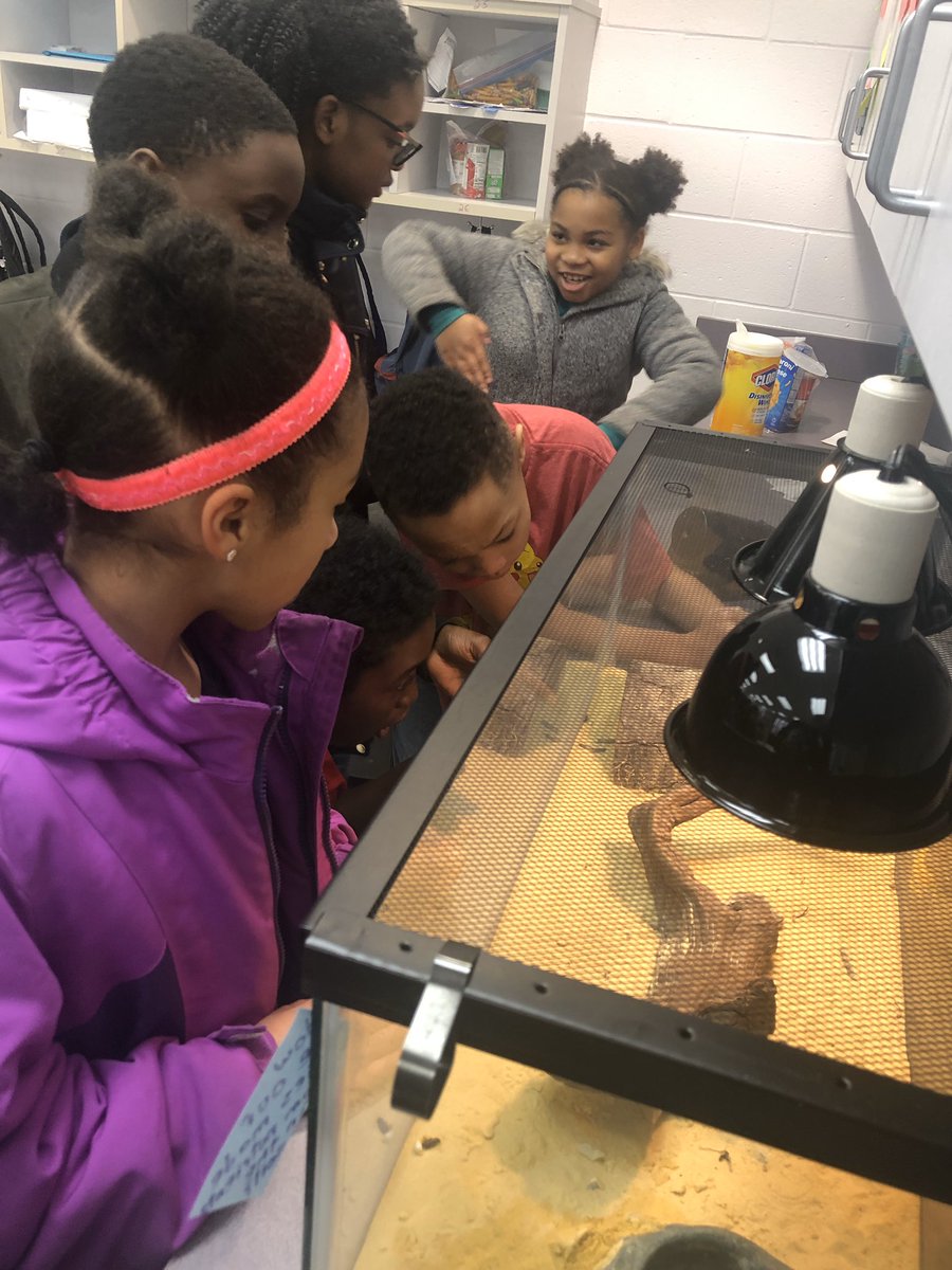 Mrsknadeau's tweet image. Ss are so excited to learn more about ecosystems with our new classroom pets on loan from the Greenawald family.  #wrmswolves #reynproud #leopardgeckos