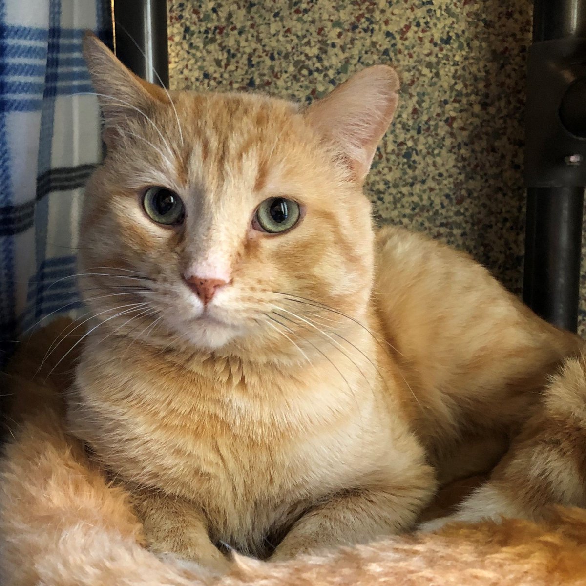 GreatPlainsSPCA's tweet photo. Meet Gavin, our #FeaturedCat of the week! ❤️ https://t.co/6xkZ9bFFTD https://t.co/393pkES67Z
