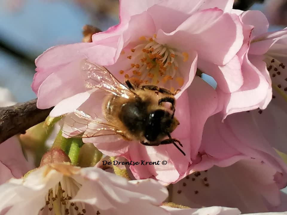 Dedrentsekrent's tweet photo. Be like a Bee Work hard until you build your own kingdom 🐝 The wisdom of #Bees in #Spring
#Bees #Beeworld #Beework #QueenBee #BeeHappy #BeeHealthy #BeeInfluencer https://t.co/lGPy3D95BL