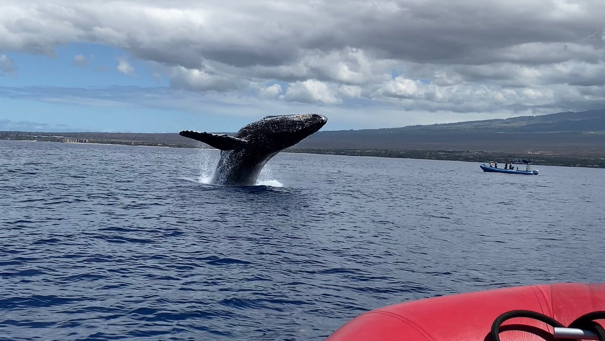 RedlineRafting's tweet photo. Jump for joy! 🙌🏼 It’s Whale Wednesday! 🐋 
#whale #Wednesday #humpbackwhale #whalewatching #breach #jumparound #molokinicrater #maui #hawaii #hootsuite #halfthecrowds #twicetheadventure #humbletours #redline #redlinerafting https://t.co/5R5zjgYYEi