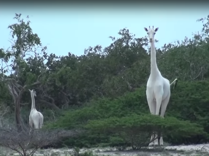 Rare white giraffes killed by poachers in Kenya. Only one white giraffe remains alive -- a lone male. The White giraffe killed is believed to be last female in the world!
Click for details: 
yhoo.it/33a3uWK