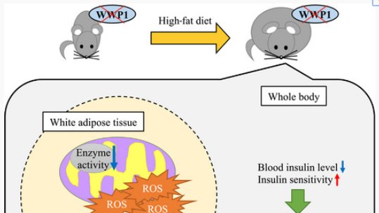 FEBSOpenBio's tweet photo. #WWP1 knockout in mice exacerbates #obesity‐related phenotypes, but improves whole‐body glucose metabolism: https://t.co/kdZxffnV6F https://t.co/no5DvbtzYK