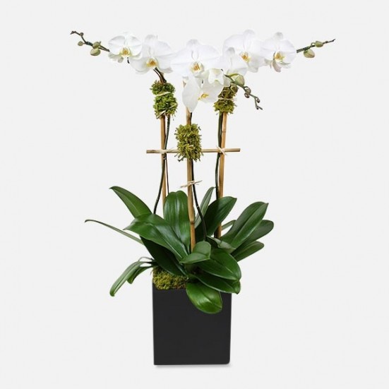 DeliciouslySavv's tweet photo. 💐This Mother's Day, Show Mom How Much You Appreciate &amp; Care For Her By Sending A Beautiful Indoor Plant Delivered Right To Her Door! Let A Beautiful Plant From @PlantShed Remind Her Of Your Love Via NYC Plant Delivery For Mother's Day! #Ad Learn More
👉🏼https://t.co/zYhfn4yuld https://t.co/Kj5dbxDNQW