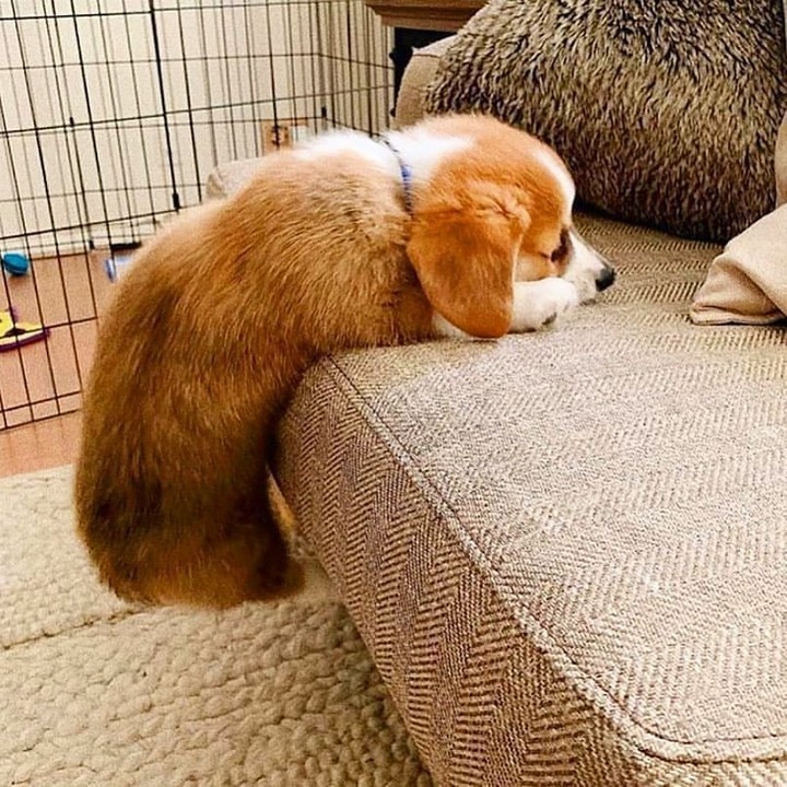 corgilovers3's tweet photo. Holding on for dear life to the weekend 😂😫⁠
📷 @bootsythecorgi
#corgisofinstagram 
#корги
#pembroke
#lovedogs
#lovepuppies 
#corgibutt  #DemExit2020 #PandumbicBTS WORLD DOMINATION https://t.co/o2Nnj5N3E8