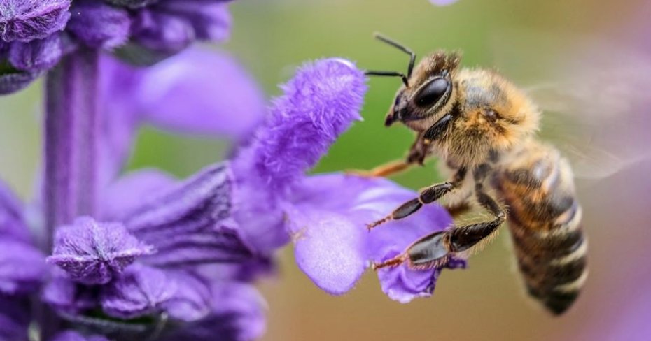 MSScienceMuseum's tweet photo. “Pollinator Day” at #MSScienceMuseum starts at 10 a.m. today 3/11! Exhibitors will teach us how to conserve and celebrate our pollinator populations through family-friendly, hands-on activities. https://t.co/MfNWfBI64B
#explorelefleur #mjaams #MyCityJxnMS https://t.co/VIrI4jghn1