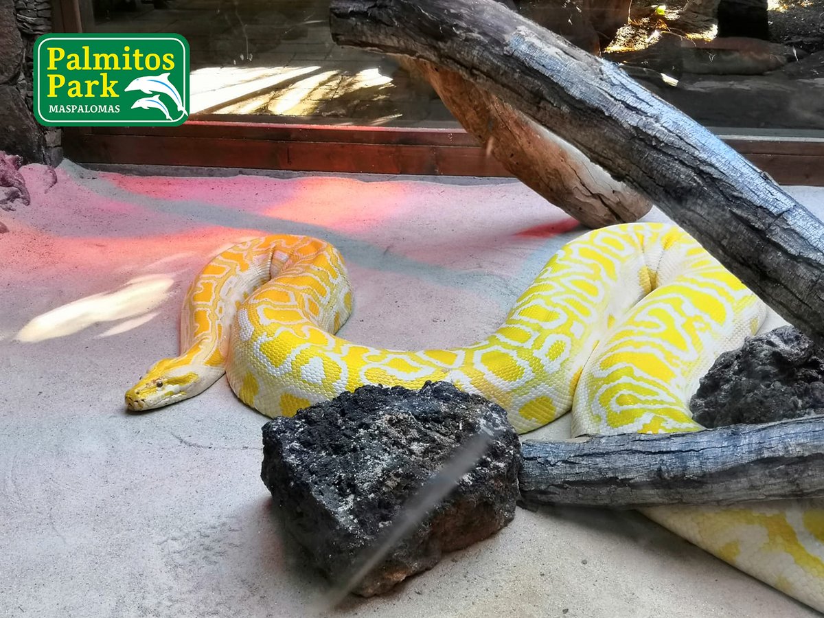 Hay muchos tipos de serpientes, unas 3000, pero todas son fascinantes. 😍 Déjate seducir por sus escamas, sus colores y su mirada penetrante.😉

¡Ven y descúbrelas!🐍
palmitospark.es

#diversión #animal #mundoanimal #animals #natural #fun #animalworld