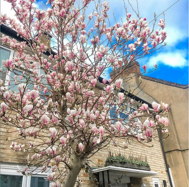 APOM_official's tweet photo. Happy to see London blooming with Spring colours! https://t.co/MNcEn9pjCf