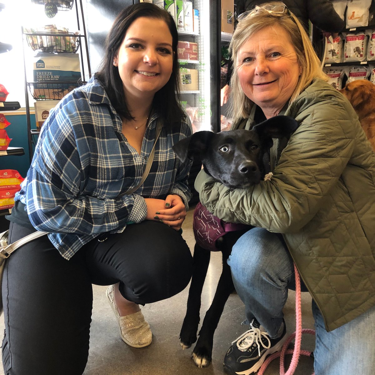 pet_evolution's tweet image. Congratulations to Star, who found her forever home and is now a Coco's Heart Dog Rescue alum! 

If you are looking to add to your family, we strongly recommend adopting through a local rescue organization like Coco's Heart!