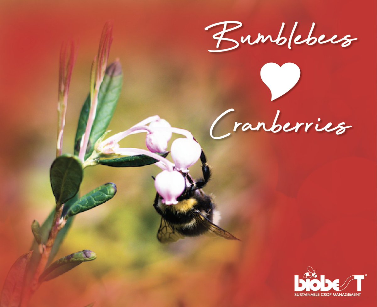 Biobest North America tweet media