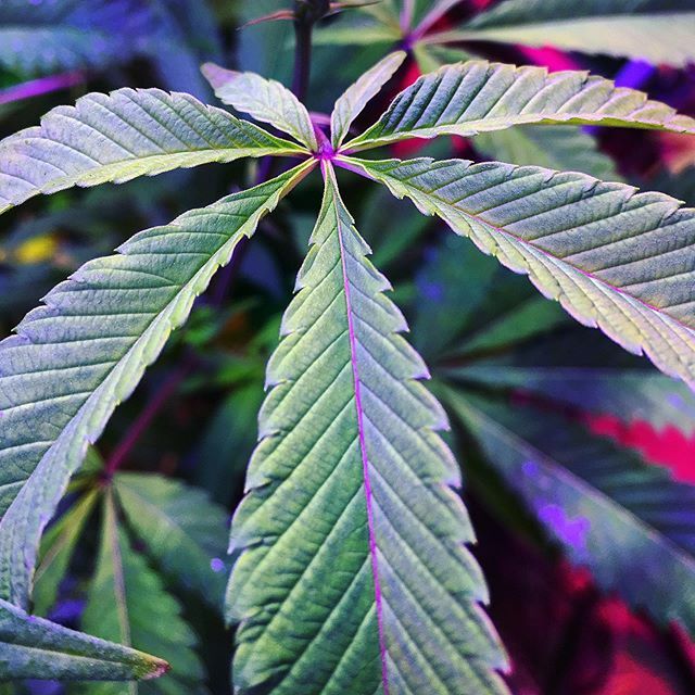 Fan leaves are underrated ☺️🎉 #gloriousgenetics #cannabiscommunity #mmmp #michigancannabis #floridacannabis #floridacannabiscoalition #floridacannabiscommunity #marijuana ift.tt/2W5hq2Q