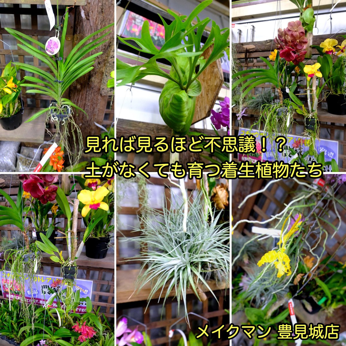 Sonoアクアプランツファーム Auf Twitter Instagram更新情報 メイクマン豊見城店 沖縄県豊見城市 3 22 日 ボトルアクアリウム教室 3 18 水 22 日 南のまち 植木 園芸市 沖縄版プランツバザール 県内ファーム ショップ勢揃い ビザール