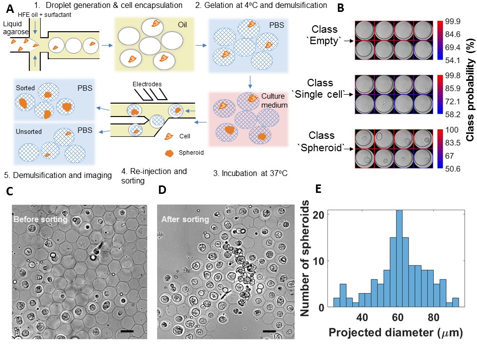 VasilisAnagno's tweet photo. Just a reminder to check our recent work on #singlecell,#organoid sorting published recently on @LabonaChip.

3 points to keep:
• Real-time cell classification.
• #Spheroid enrichment.
• #Machinelearning for sorting objects with different morphogies 

https://t.co/OACA9kbeFn https://t.co/vubuUQLtHM