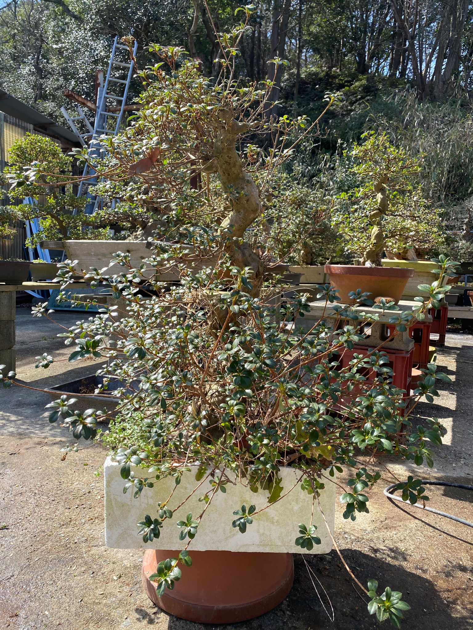 たけ 趣味の盆栽 新木 栄冠 の根洗いからの植え替え これだけ切っても樹高80センチ 根張りは殆ど隠れてますが 15号鉢でもギリギリです なかなかの大物っぷり 半日以上かかってしまいました でも新木ってなんか楽しい 夢が広がります 盆栽