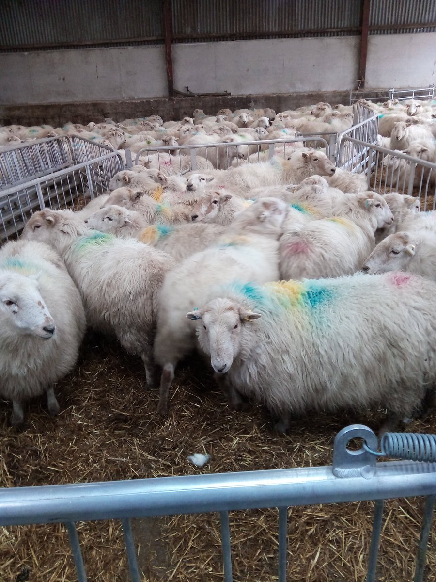 fedwarian's tweet photo. Blood sampling ewes through @HybuCigCymru project for energy levels and Johones disease in sheep as part of a PhD for a @BritishVets vet. Also one of the students stabbed me! #sorefinger https://t.co/8SL8poGFwG