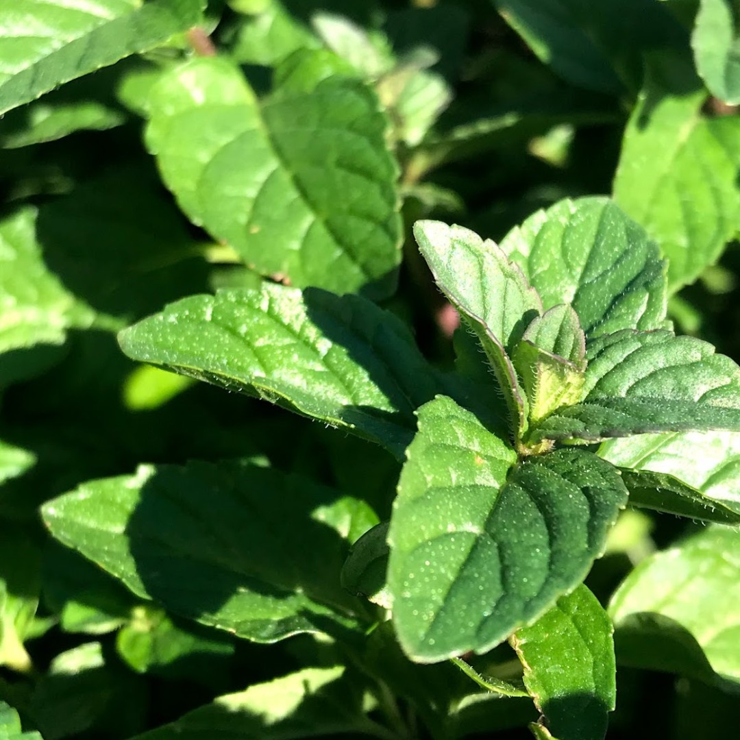 Fresh mint in the garden 🌿💚

#wondersoil #cococoir #garden #gardening #gardenersofinstagram #gardeners #gardenlife #growing #gardens #coco #plant #plants #plantsofinstagram #plantlover #mint #herbs #healingherbs #followforfollowback #follow4followback #follow #smallbusiness