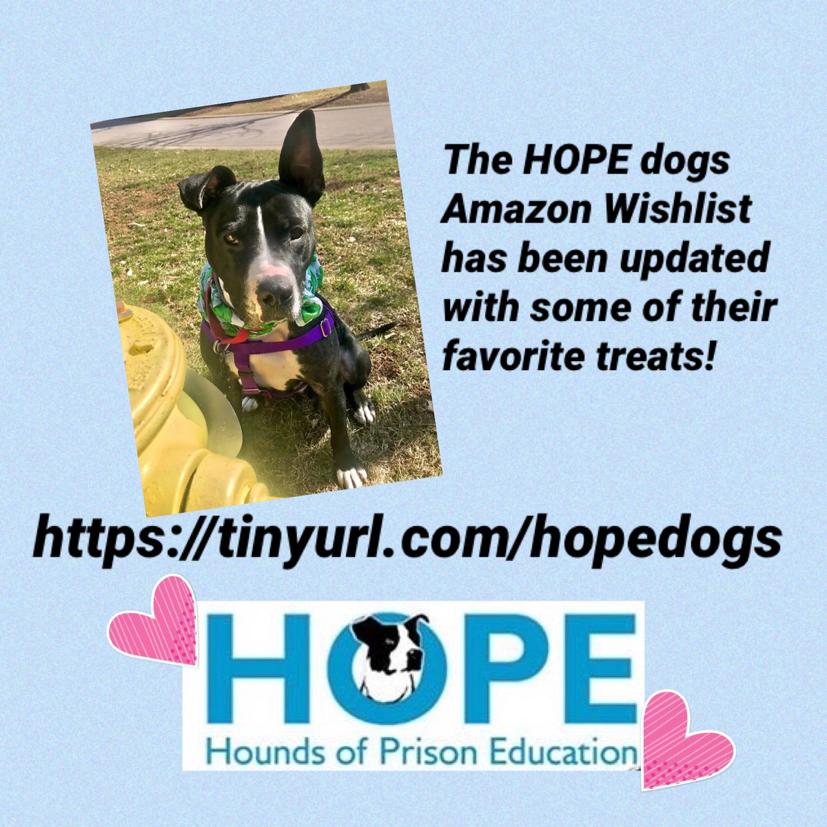 HOPE Dogs (@hopedogs) on Twitter photo 
